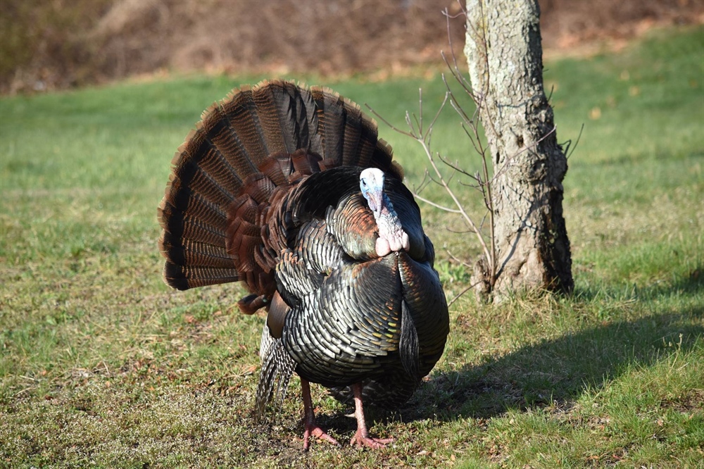 New England Chapter invites members to join mentoring program for spring turkey & fishing seasons
