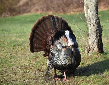 New England Chapter invites members to join mentoring program for spring turkey & fishing seasons