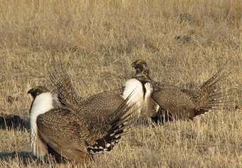 Opponents Fear MT Sage Grouse Bill Tips Scales for Development