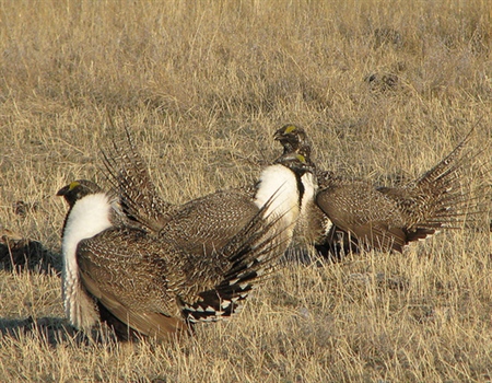 Opponents Fear MT Sage Grouse Bill Tips Scales for Development