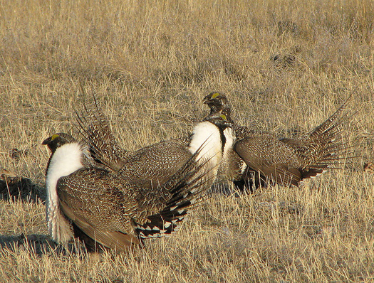 Opponents Fear MT Sage Grouse Bill Tips Scales for Development
