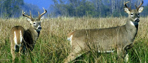 WI BHA Applauds the Bipartisan Sponsorship of CWD Management Act from Wisconsin Delegation