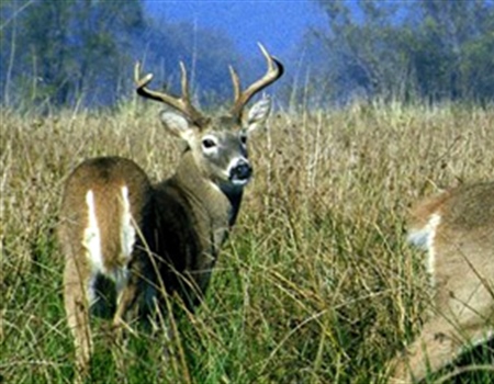WI BHA Applauds the Bipartisan Sponsorship of CWD Management Act from Wisconsin Delegation
