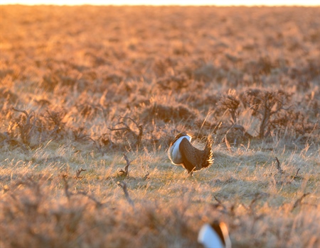 BHA Pans Administration Plan for Sage Grouse Management