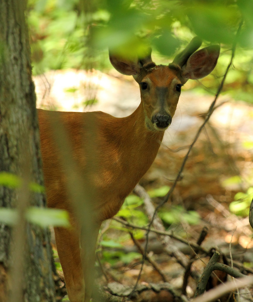 Letter: Increasing Hunter Access in Maryland
