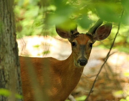Letter: Increasing Hunter Access in Maryland