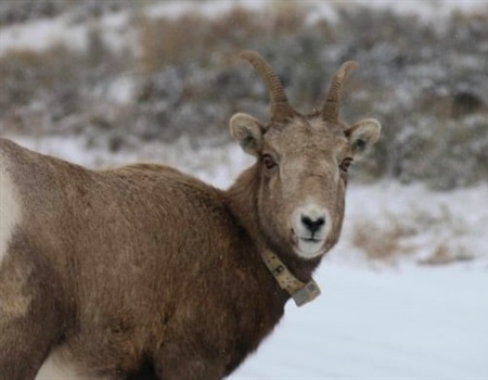 Protect NM Public Lands & Wildlife - Support SB 458 & SB 383