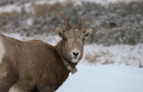Protect NM Public Lands & Wildlife - Support SB 458 & SB 383