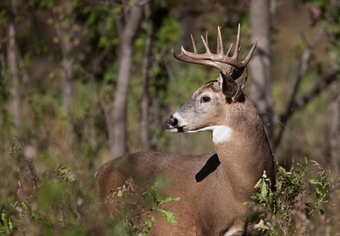Rhode Island BHA Opposes Canned Hunts, CWD Threat