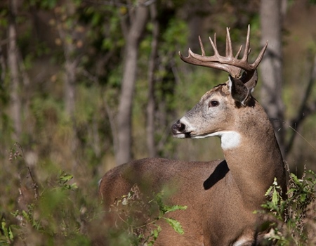 Rhode Island BHA Opposes Canned Hunts, CWD Threat