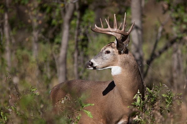 Rhode Island BHA Opposes Canned Hunts, CWD Threat