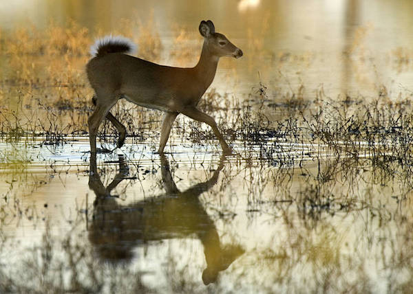 PA BHA Statement on CWD Research