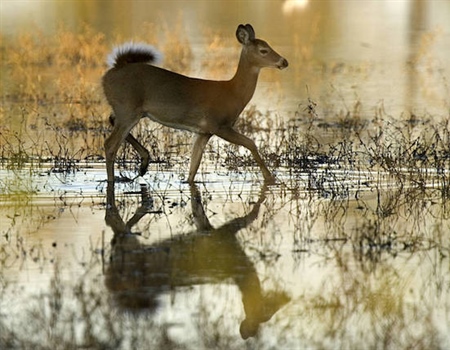 PA BHA Statement on CWD Research