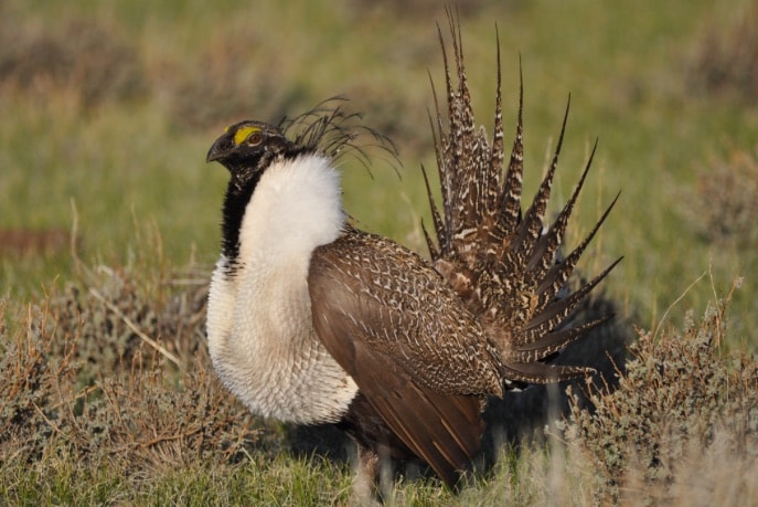 Utah Chapter Campaigns for Hunters at Sage Grouse Summit