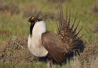 Utah Chapter Campaigns for Hunters at Sage Grouse Summit