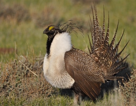 Utah Chapter Campaigns for Hunters at Sage Grouse Summit
