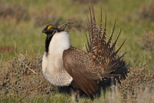 Utah Chapter Campaigns for Hunters at Sage Grouse Summit