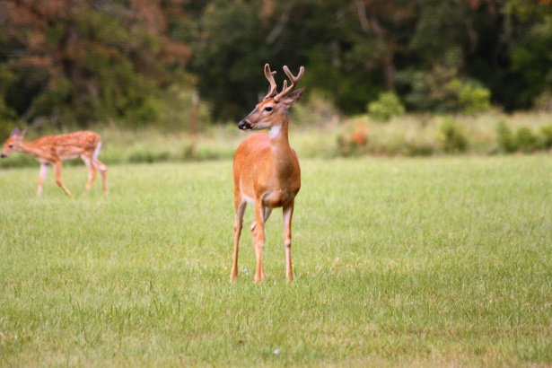 Minnesota Backcountry Hunters & Anglers Applauds Rep. Jamie Becker-Finn’s Introduction of Comprehensive Plan to Address Chronic Wasting Disease