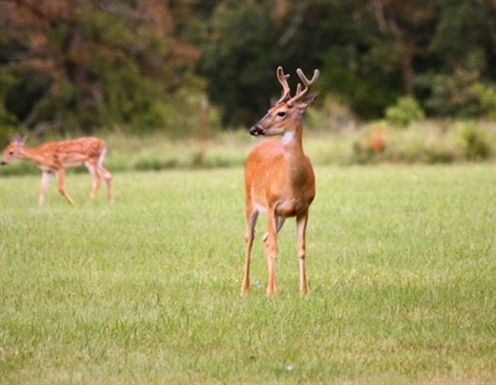Minnesota Backcountry Hunters & Anglers Applauds Rep. Jamie Becker-Finn’s Introduction of Comprehensive Plan to Address Chronic Wasting Disease