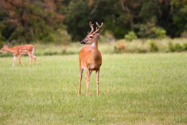 Minnesota Backcountry Hunters & Anglers Applauds Rep. Jamie Becker-Finn’s Introduction of Comprehensive Plan to Address Chronic Wasting Disease