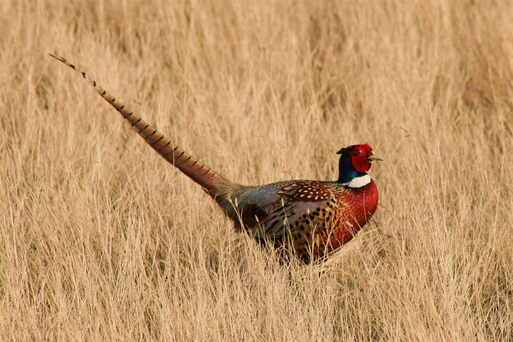 Public Lands Get Some Love  in Bipartisan Spending Package