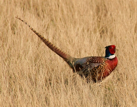 Public Lands Get Some Love  in Bipartisan Spending Package