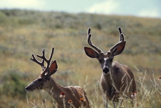 Chronic Wasting Disease Transmission, Spread  Addressed in Bipartisan Senate Bill