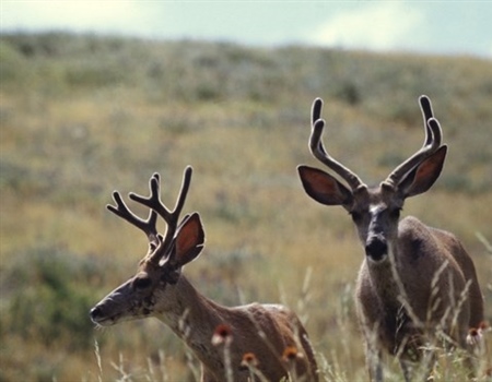 Chronic Wasting Disease Transmission, Spread  Addressed in Bipartisan Senate Bill