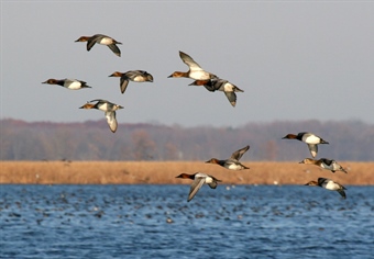 Sportsmen and Women Unite in Court Case Challenging State Ownership of Louisiana Lake