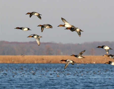 Sportsmen and Women Unite in Court Case Challenging State Ownership of Louisiana Lake