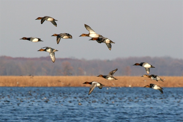 Sportsmen and Women Unite in Court Case Challenging State Ownership of Louisiana Lake