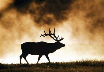 Legislation would outlaw selling info on big game locations