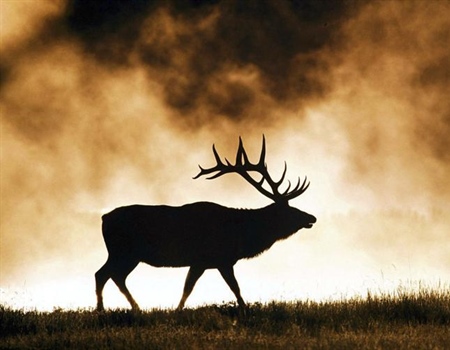 Legislation would outlaw selling info on big game locations