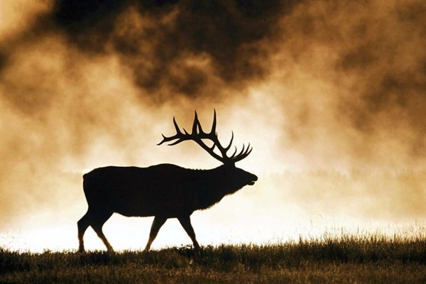 Legislation would outlaw selling info on big game locations