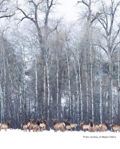 LETTER: MONTANA SPORTING COALITION OPPOSES HB 161