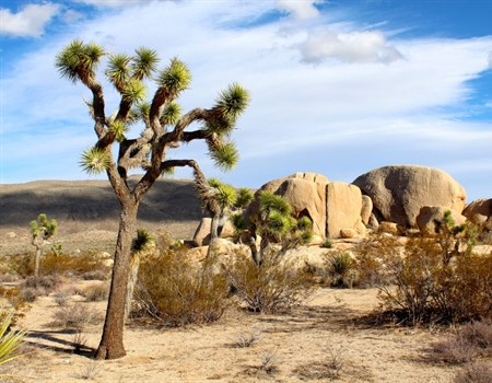 Chapter works with Congress on Desert Protection