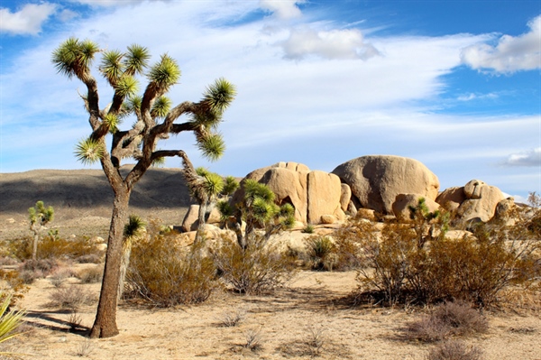 Chapter works with Congress on Desert Protection