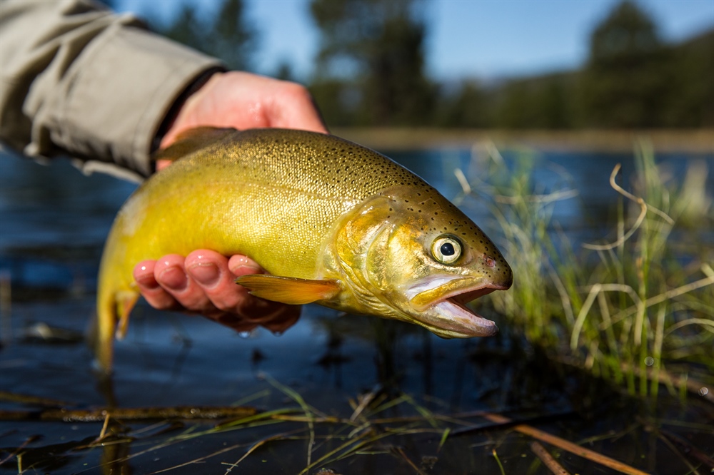 Arizona Chapter Volunteers Pack Gila Trout into Backcountry
