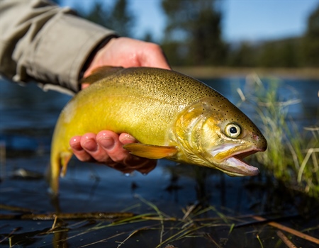 Arizona Chapter Volunteers Pack Gila Trout into Backcountry