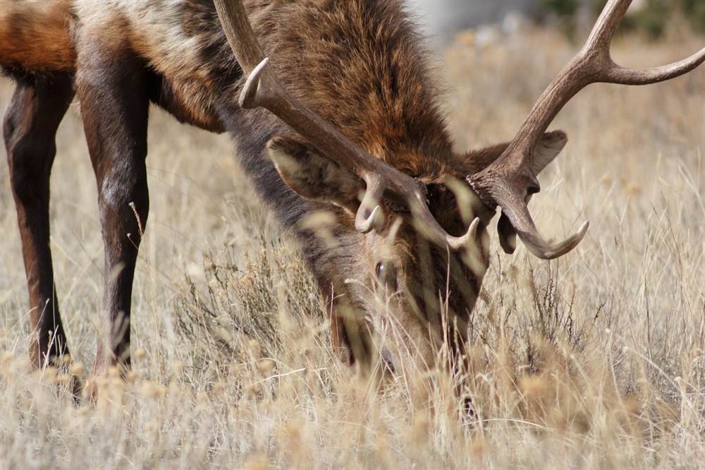 Colorado BHA and Colorado Parks and Wildlife  Offer Reward For Information On Elk Poachers