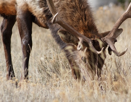 Colorado BHA and Colorado Parks and Wildlife  Offer Reward For Information On Elk Poachers