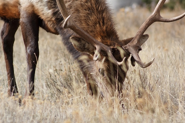 Colorado BHA and Colorado Parks and Wildlife  Offer Reward For Information On Elk Poachers