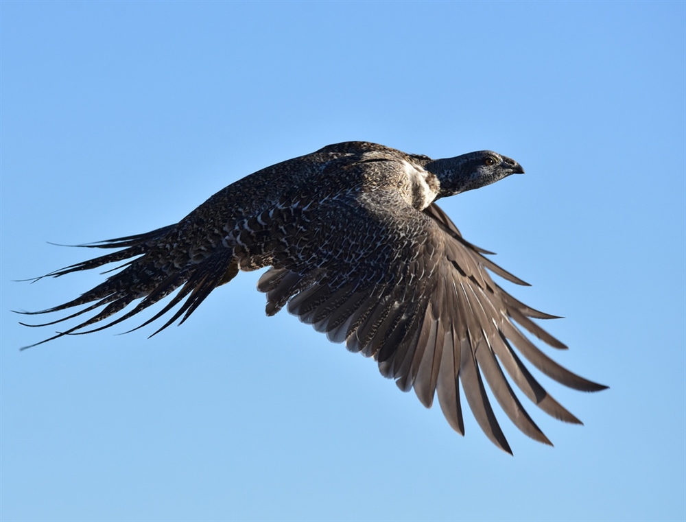 BLM Erodes Habitat Protections for Greater Sage Grouse Populations