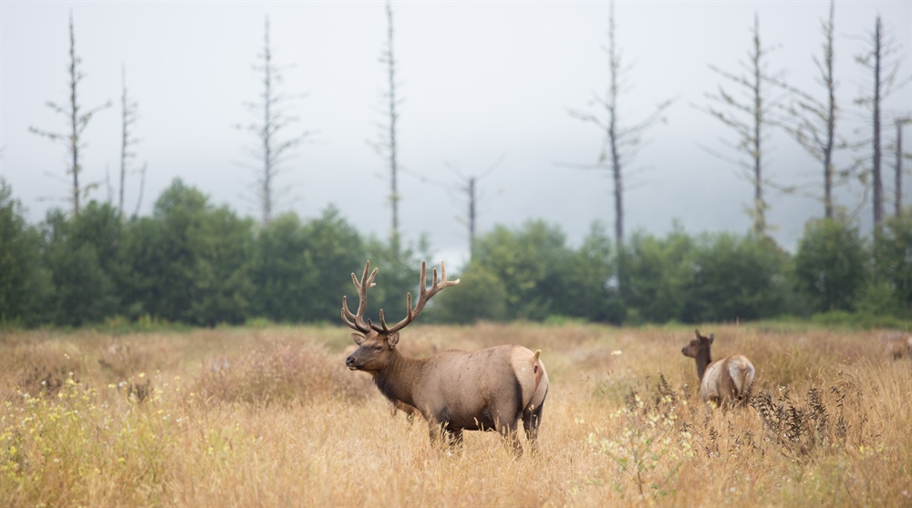 CWD Updates in Colorado