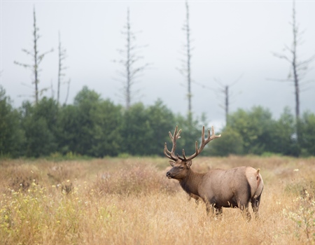 CWD Updates in Colorado