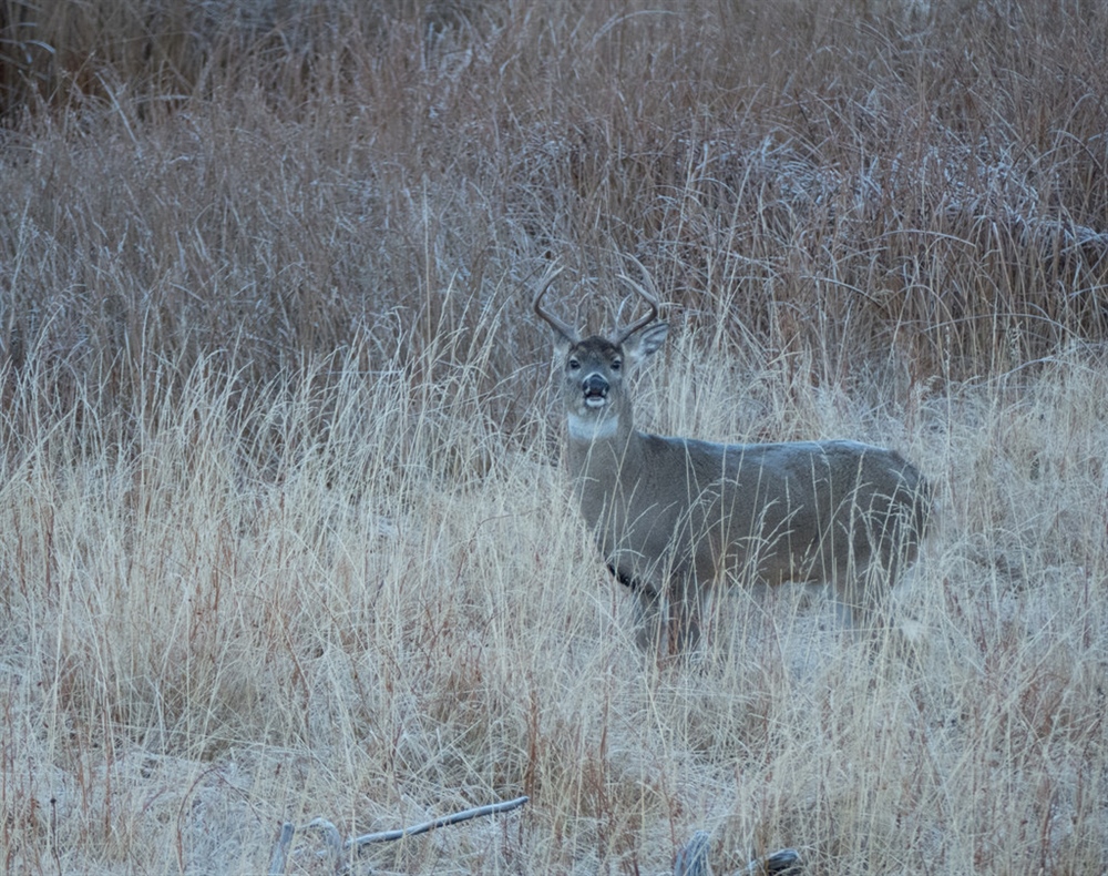 Wisconsin's new CWD rules under threat
