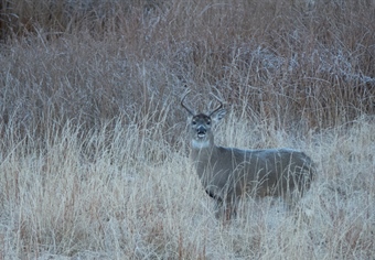 Wisconsin's new CWD rules under threat