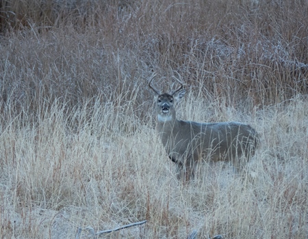 Wisconsin's new CWD rules under threat