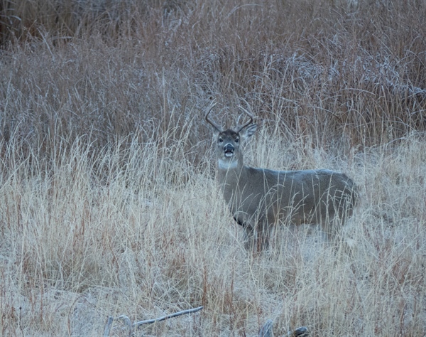 Wisconsin's new CWD rules under threat