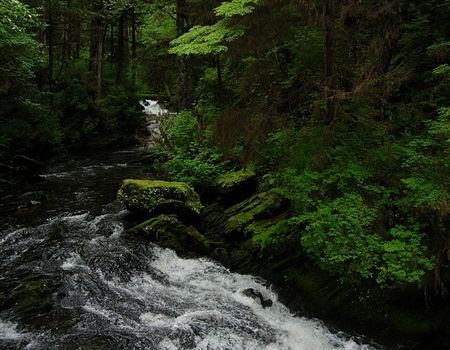 Tongass National Forest, Other Alaska Roadless Lands  Could Be Developed Under State-Federal Plan